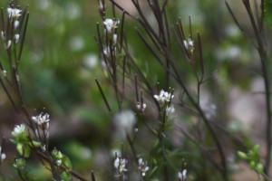 20170317春の草花　ナズナ　オオイヌノフグリ　ホトケノザ　タネツケバナ　オランダミミナグサ  (6)